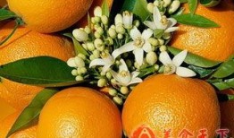 橘子在线观看,解锁视觉盛宴的奇幻之旅