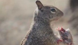 老鼠爆料小松鼠视频,小松鼠的日常趣事