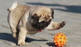 巴哥最新爆料视频大全