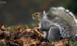 老鼠爆料小松鼠视频,小松鼠的日常趣事