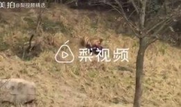 常绿干部爆料视频最新,权力背后的真相与反思