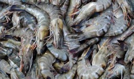 海虾养殖爆料视频大全最新