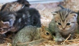 老鼠爆料小松鼠视频,小松鼠的日常趣事