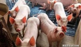 养猪导演爆料视频大全下载,养猪幕后爆料视频大合集下载全解析
