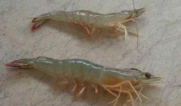 海虾养殖爆料视频大全最新