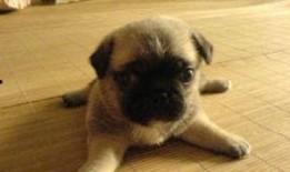 巴哥最新爆料视频大全