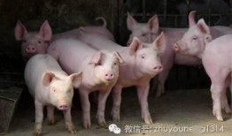 养猪导演爆料视频大全下载,养猪幕后爆料视频大合集下载全解析