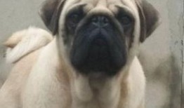 巴哥最新爆料视频大全