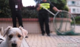 二狗子邻居爆料视频播放,揭秘背后惊人真相
