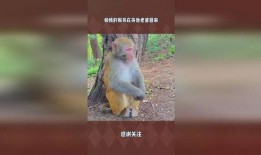 猴哥妻子爆料视频下载,揭秘夫妻关系背后的真相