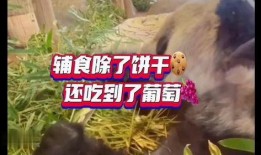 丫丫最新爆料,揭秘娱乐圈惊人内幕